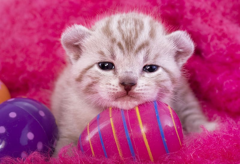 :), kitten, egg, pisici, face, cute, easter, card, cat, pink, HD wallpaper