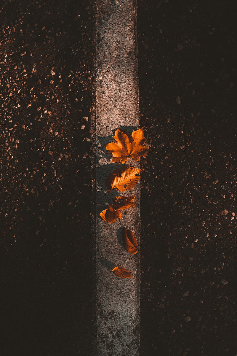 maple, leaves, autumn, asphalt, HD phone wallpaper