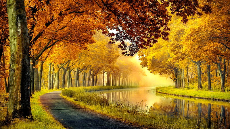 A calm morning, foliage, golden, colorful, pathway, fall, peaceful, beautiful, serenity, mist, reflection, autumn, trees, calmness, stream, HD wallpaper