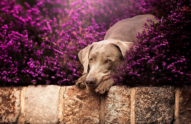 Dogs, Weimaraner, Dog, Pet, Purple Flower, HD wallpaper
