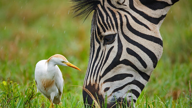 Zebra Burchells and Cattle Egret, animal, cattle egret, bird, zebra, HD wallpaper