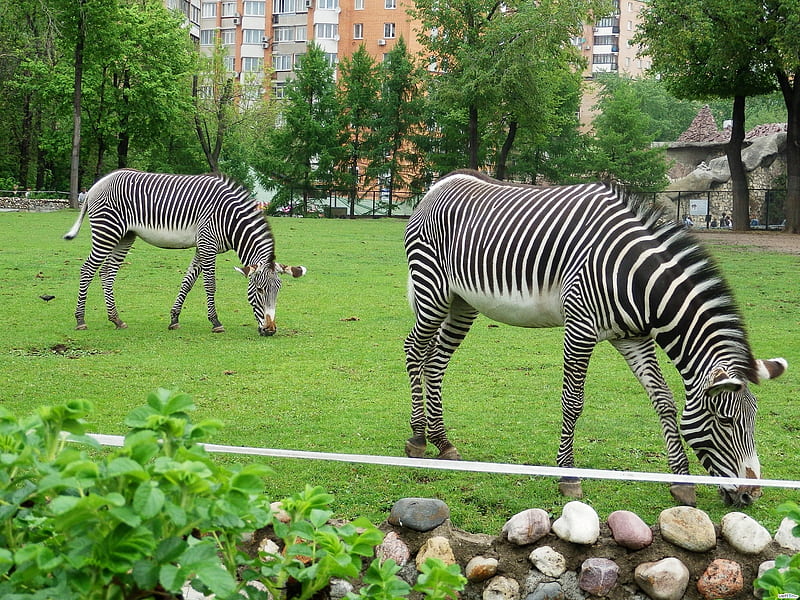 Beautiful Zebras, grass, bonito, endangered animals, outdoors, zoo, duo, nature, zebras, animals, patterns, HD wallpaper