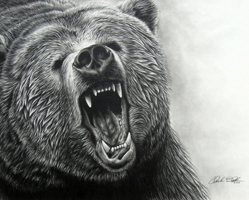 Grizzly bear drawing, bear, art, grizzly, drawing, HD wallpaper