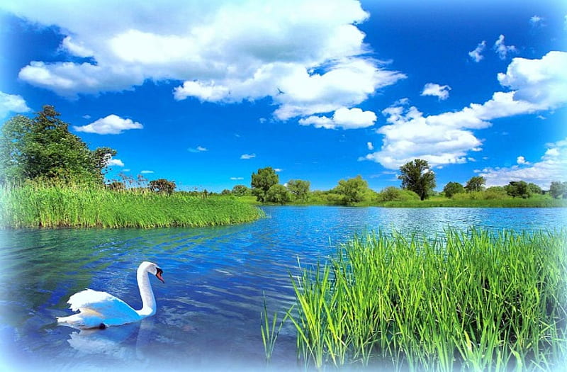★Beautiful Swan★, grass, attractions in dreams, bonito, swan, seasons, clouds, graphy, waterscapes, scenery, animals, lakes, love four seasons, creative pre-made, sky, trees, plants, summer, nature, outdoor, HD wallpaper