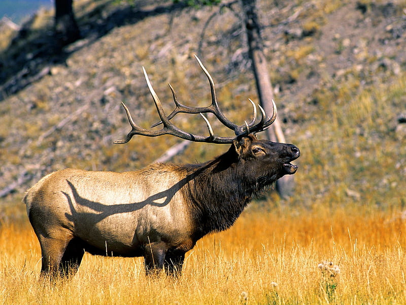 Beautiful Elk, baby deer, bucks, moose, mule deer, elk, nature, reindeer, HD wallpaper