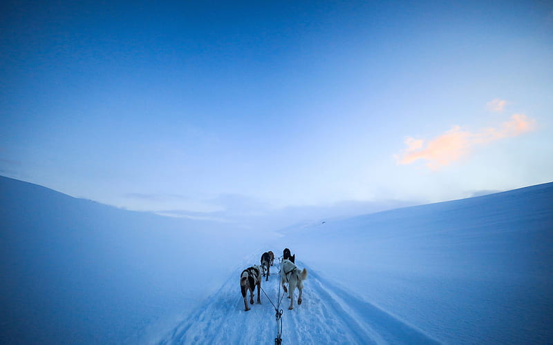 Winter Tobogganing 2022 Norway Svalbard, HD wallpaper