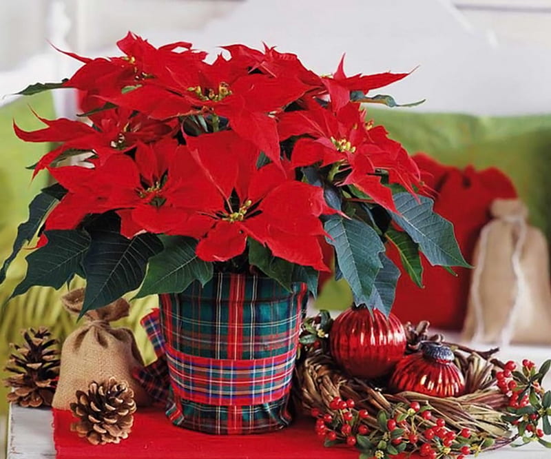 Christmas decoration, red, holidays, pots, christmas, poinsettias, decoration, flowers, winter, HD wallpaper