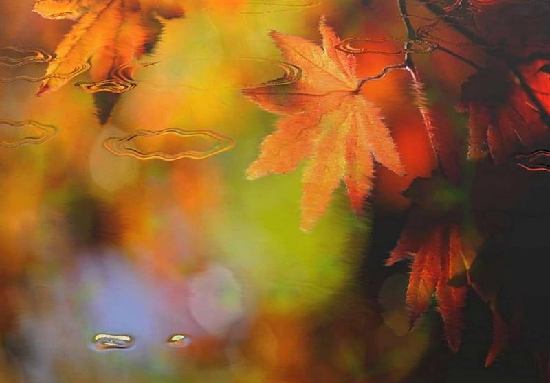 Reflejo de hojas, water, color, reflejo, vista, HD wallpaper