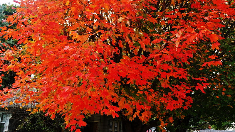 Autumn In Bloom, red autumn, autumn trees, auutmn colors, HD wallpaper