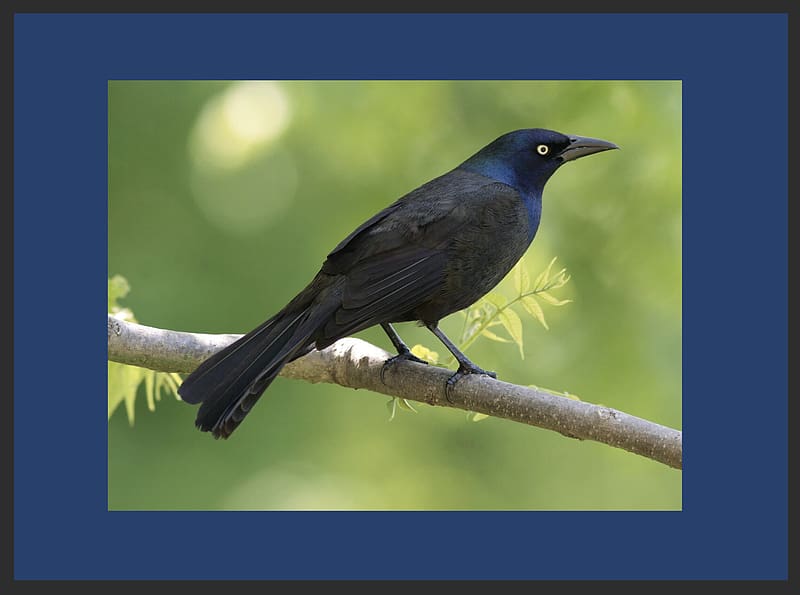 Common Grackle on branch, feathers, branch, blue, beak, black, cute, iridescent, HD wallpaper