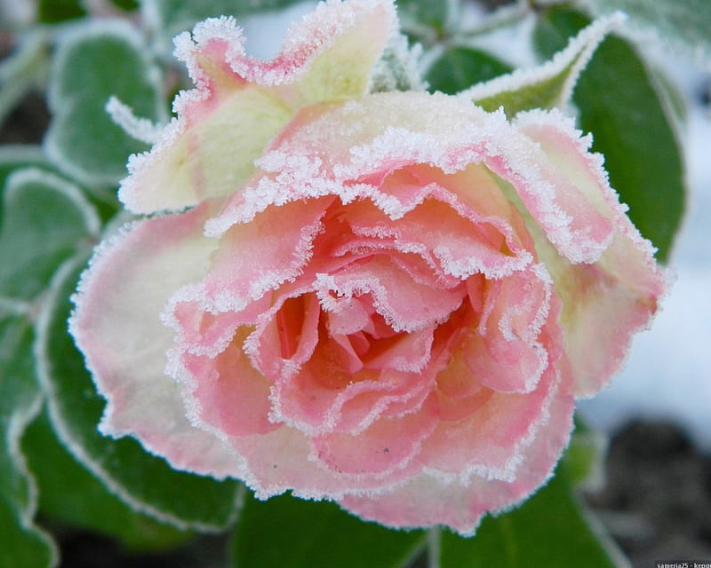 Frozen rose, rose, flower, nature, frozen, winter, HD wallpaper