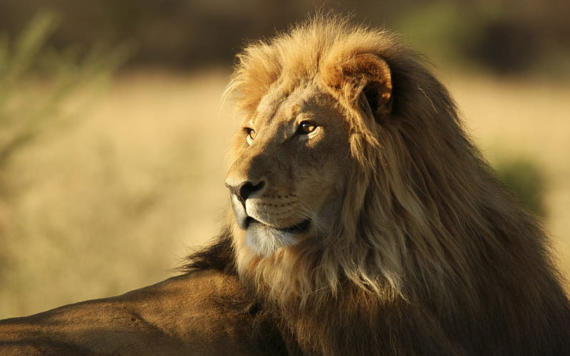 African Lion, lion, animals, forest, king, predator, HD wallpaper