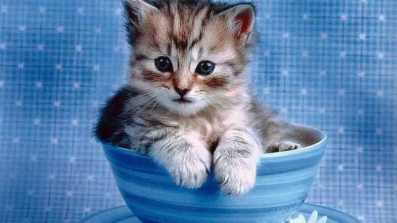 Cute Cat Kitten Inside Blue Cup Cute Cat, HD wallpaper