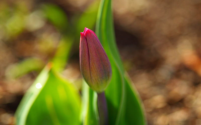early spring tulip-flowers graphy, HD wallpaper