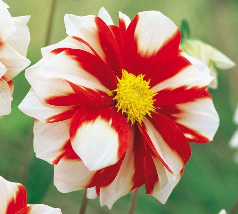 Beautiful Dahlia, red and white, close-up, flower, nature, petals, dahlia, HD wallpaper
