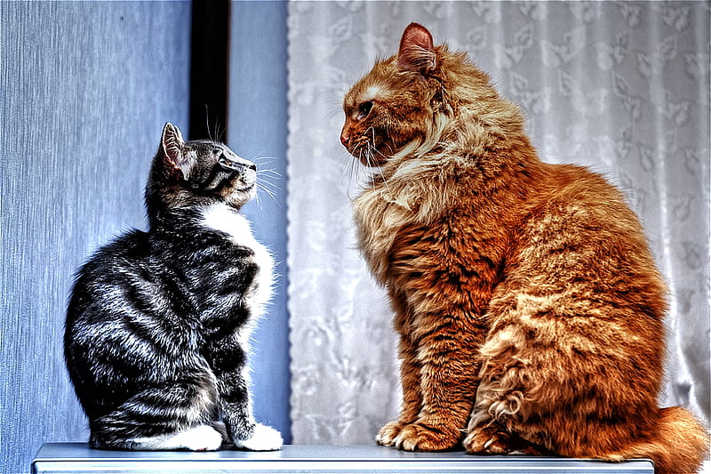 The Weigh In, stare, small, cute, big, focused, mighty, funny, duel, cats, HD wallpaper
