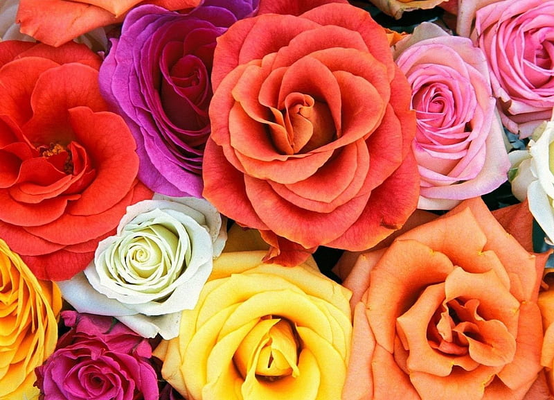 ROSAS COLORIDAS, flower, nature, coloridas, flora, HD wallpaper | Peakpx