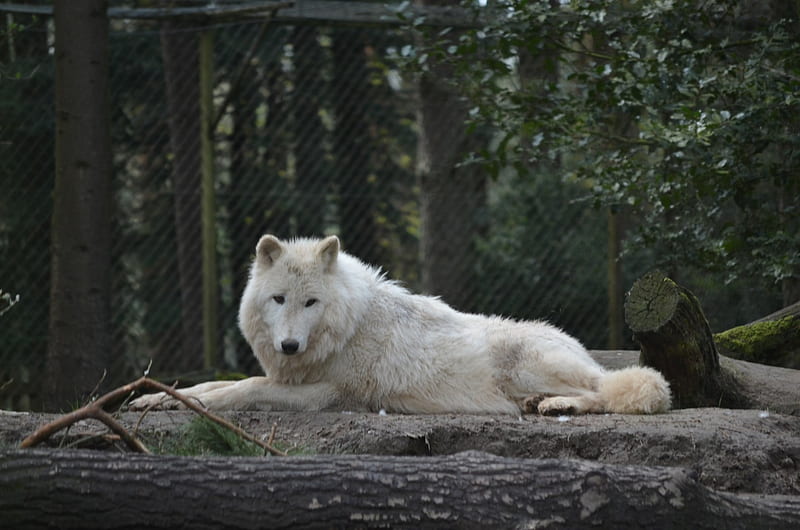 My visit at the Wolfpark, predator, nature, arctic, wolves, HD wallpaper