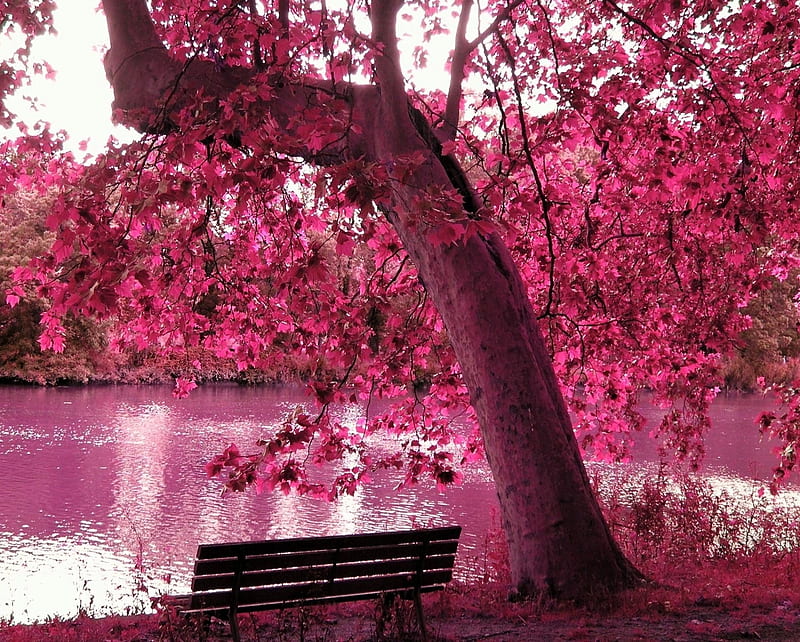 Pink Nature, bench, forest, lake, leaves, tree, HD wallpaper