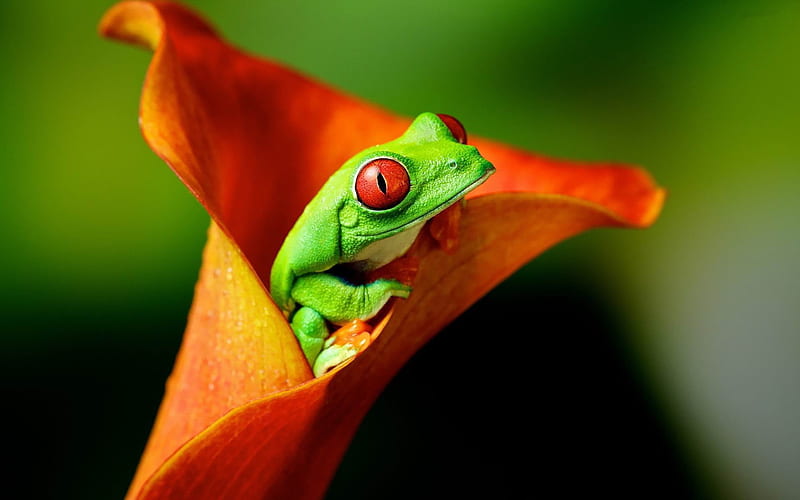 green frog-2013 Animal World, HD wallpaper
