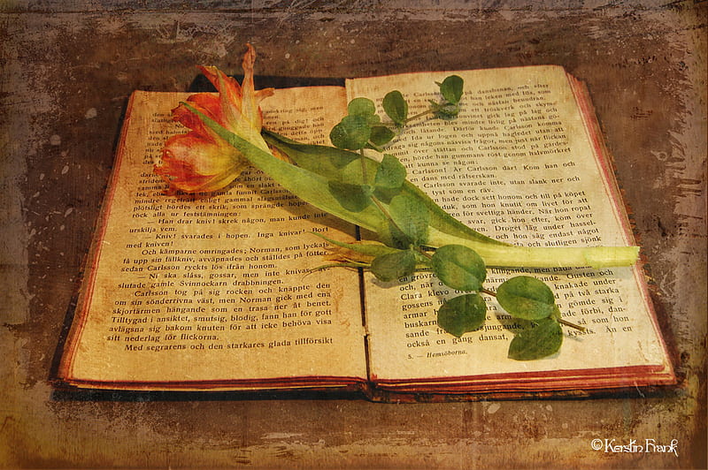 A Tulip Book Marker, book, flower, marker, tulip, HD wallpaper
