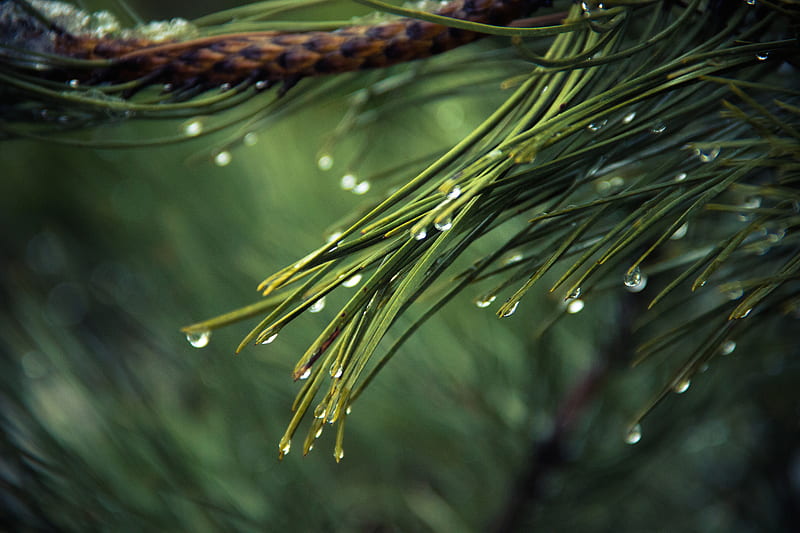 Water Drops On Green Pine , drops, water, nature, green, graphy, macro, HD wallpaper