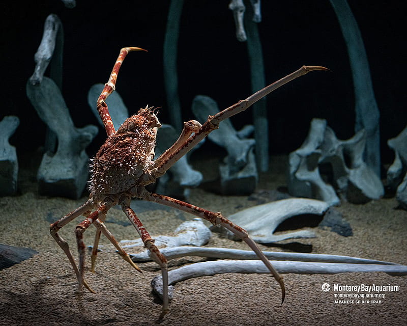 Japanese spider crab from the Monterey Bay Aquarium, HD wallpaper