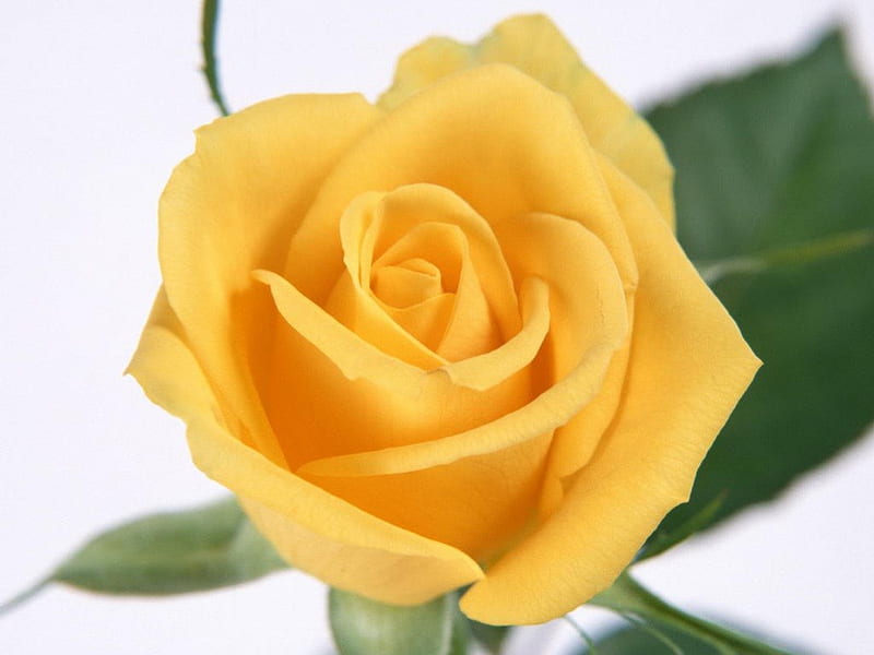 Hermosa rosa amarilla, flor, amarillo, naturaleza, rosa, Fondo de pantalla  HD | Peakpx