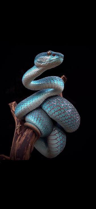 Blue snake amoled, reptile, nature, animal, animals, cool, HD phone  wallpaper | Peakpx