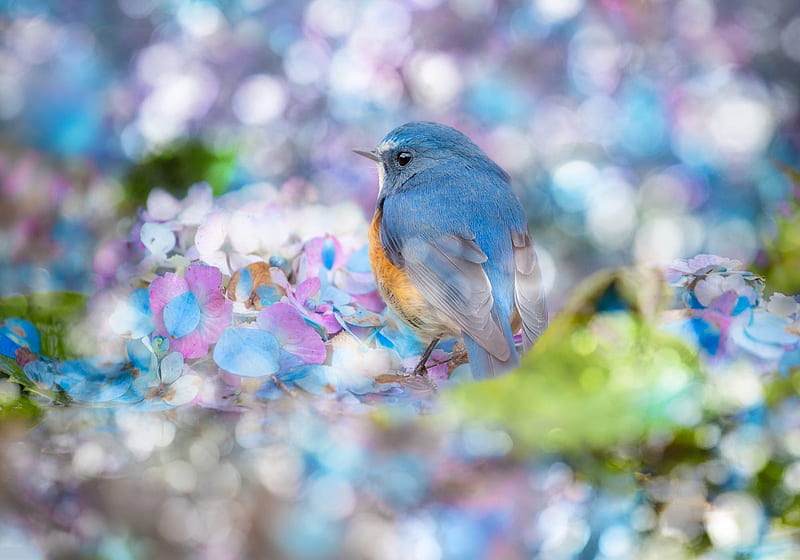 Bluebird for Joy, fence, flowers, bird, blue, HD wallpaper | Peakpx