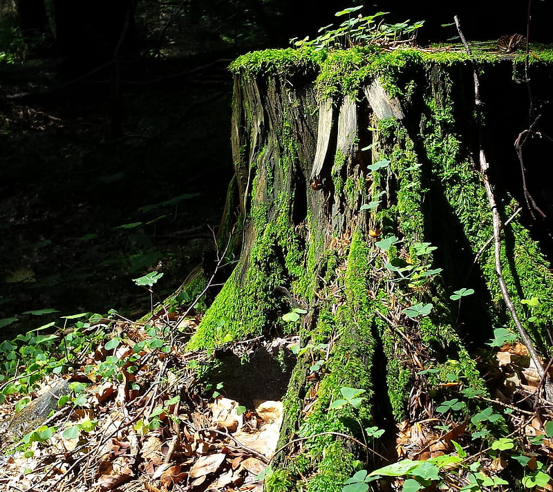 Tree trunk, bonito, green, light, nature, woog, HD wallpaper | Peakpx