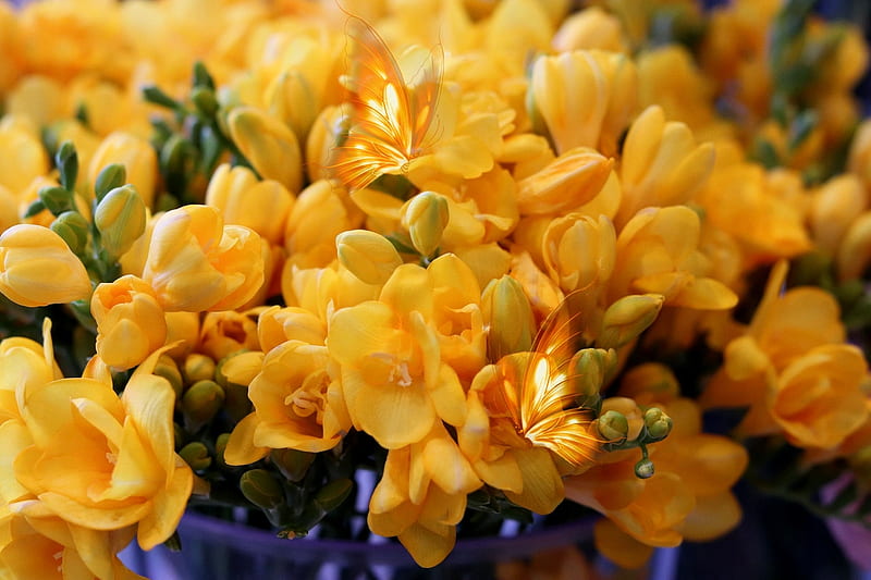 sias, sia, yellow, flower, spring, HD wallpaper