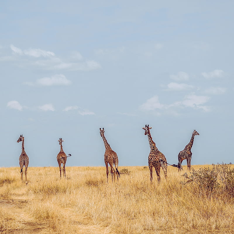 five giraffes on grass field during daytime, HD phone wallpaper