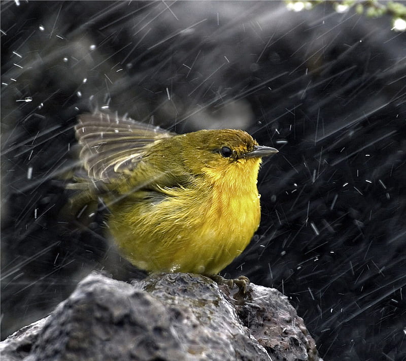 Bird in rain, aditya, bird, blue love, nature, rain, raining, HD wallpaper  | Peakpx