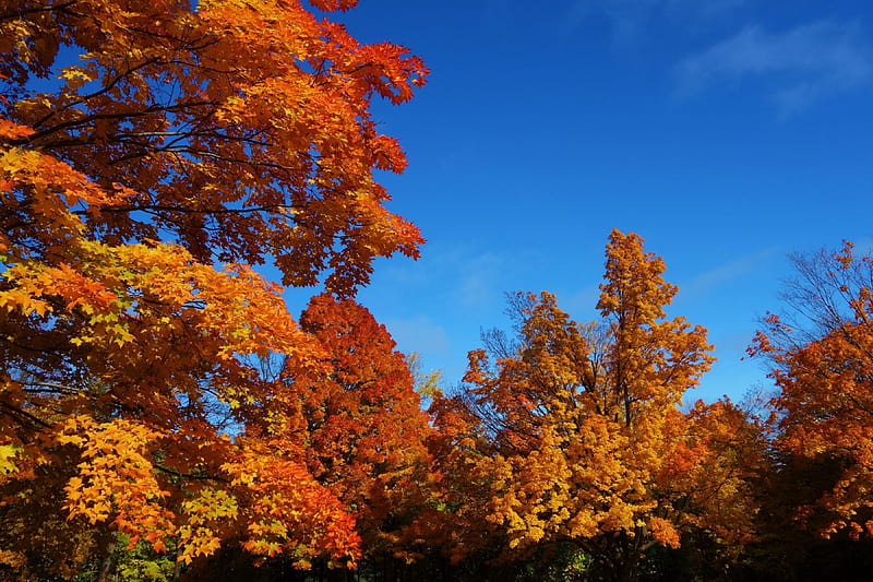 Fall Season, colors, forest, leaves, trees, HD wallpaper | Peakpx