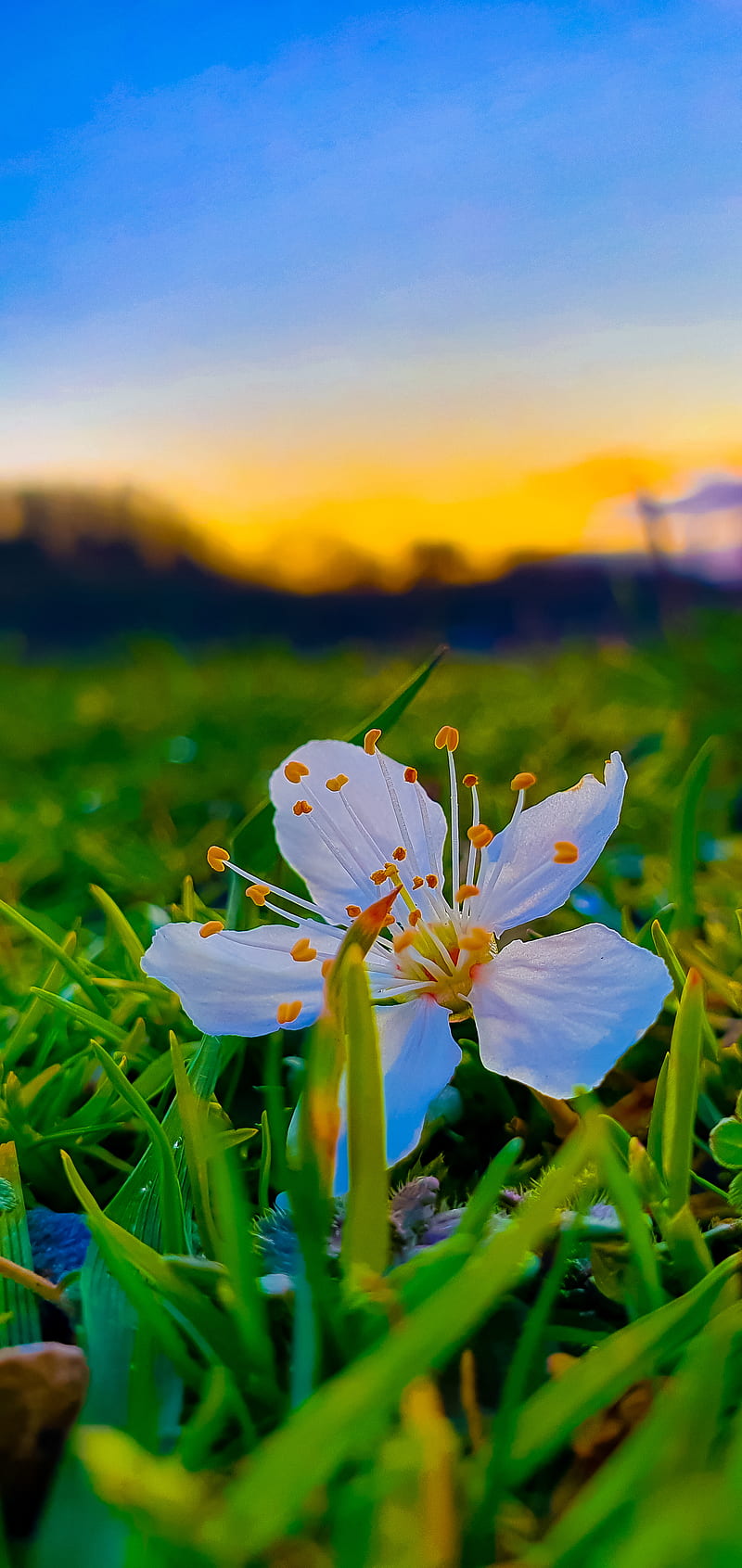 Flower, colourful, evening, full, green, graphy, sunset, white ...