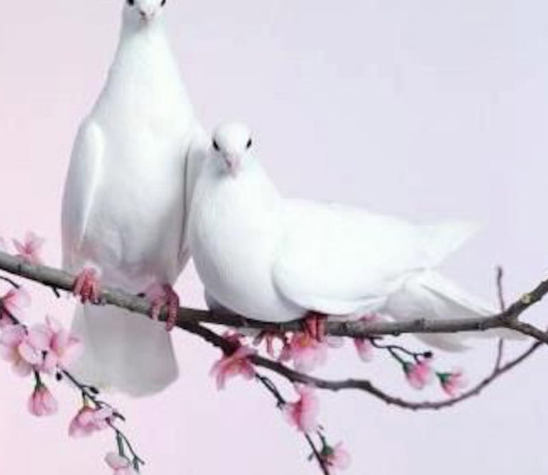Spring Birds, birds, trees, animal, pigeon, love, flowers, white, couple, cherry, HD wallpaper