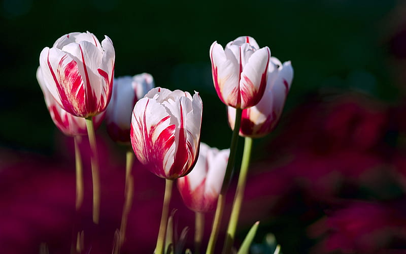 Tulips, Flowers, Garden, Meadow, HD wallpaper