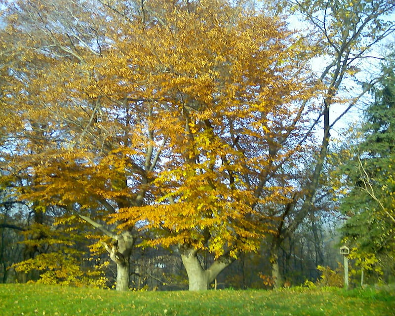 Beech Tree, yellow, tree, autumn, woods, HD wallpaper