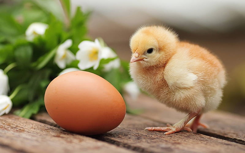 which came first?, egg, cool, chicken, entertainment, funny, HD wallpaper