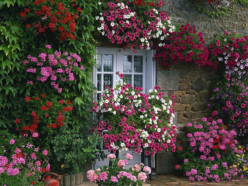 Flower Way, house, flowers, blooms, entrance, door, HD wallpaper