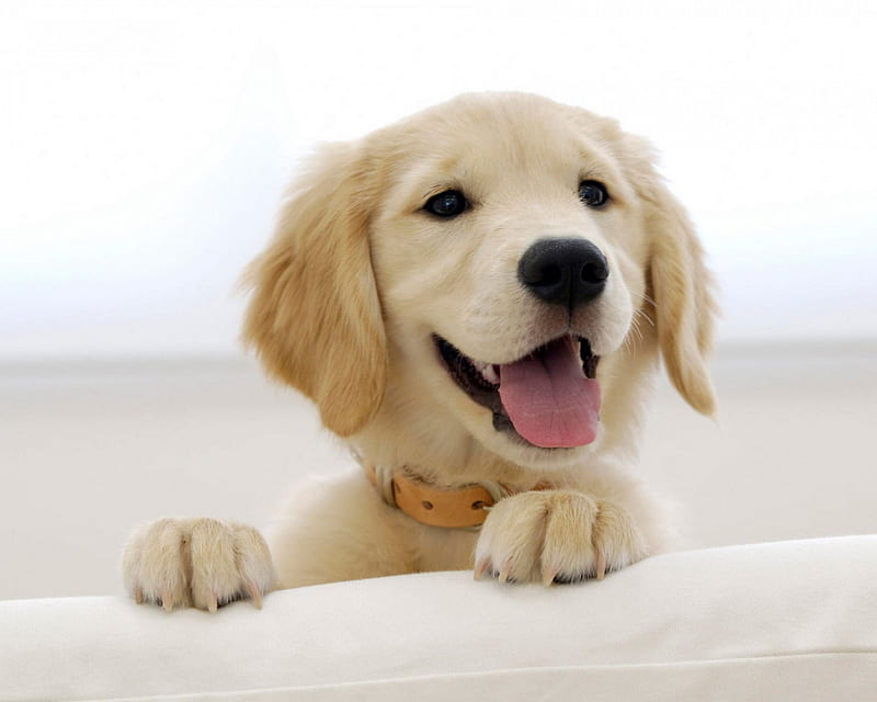 Golden Retriever, dog, puppy, HD wallpaper