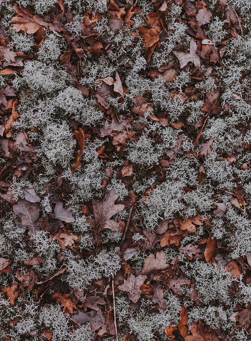 leaves, moss, dry, ground, fallen, autumn, HD phone wallpaper
