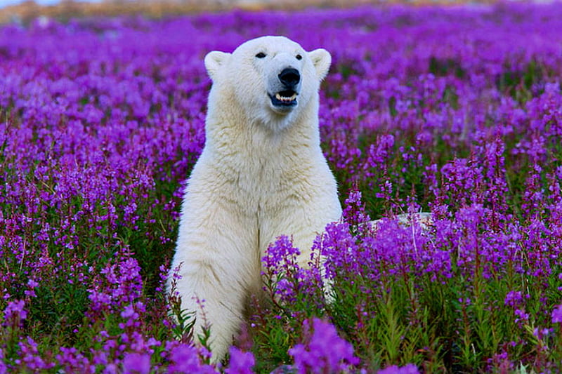 Summer in the north, yukon, purple, summer, flowers, white, polar bear, HD wallpaper