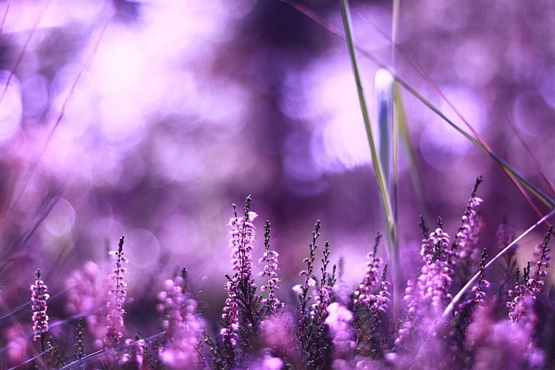 One step in Silence, graphy, purple, abstract, field, HD wallpaper