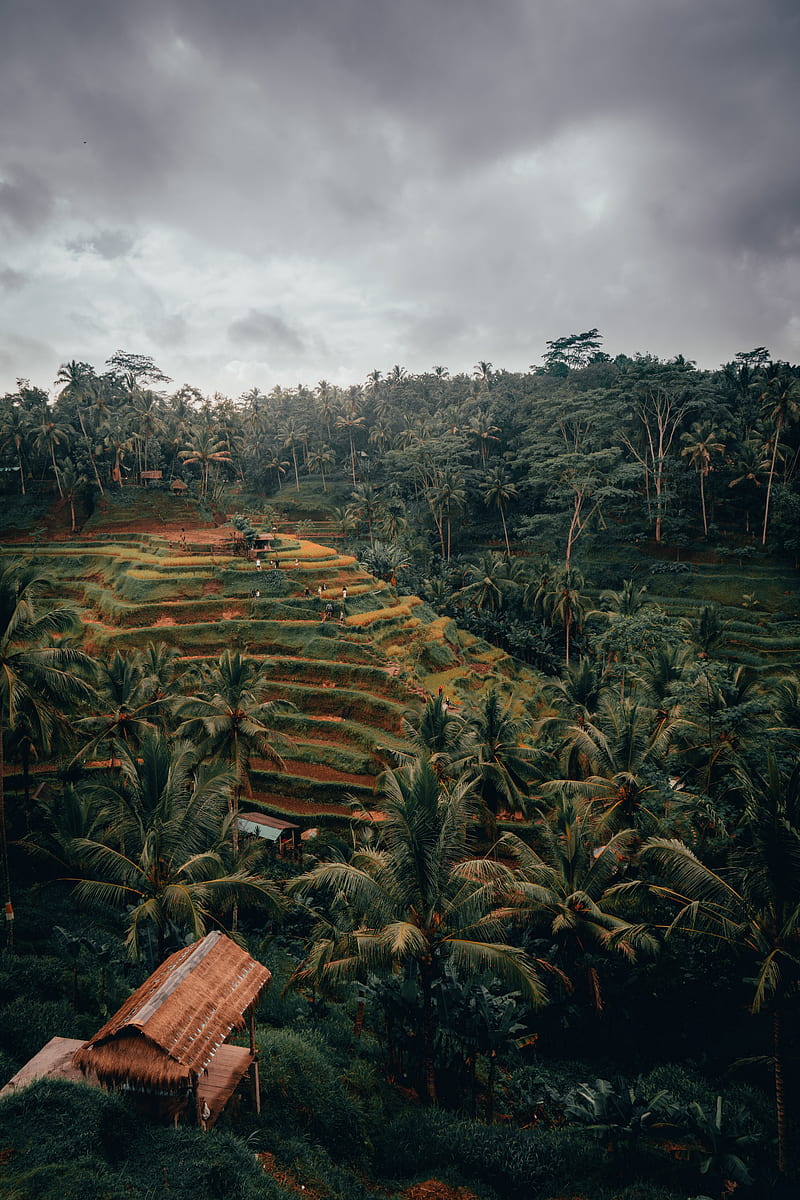 palm trees, hills, fields, aerial view, tropics, HD phone wallpaper