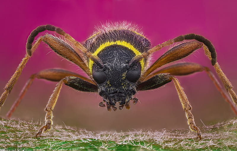 Wasp Insect Close-Up, HD wallpaper
