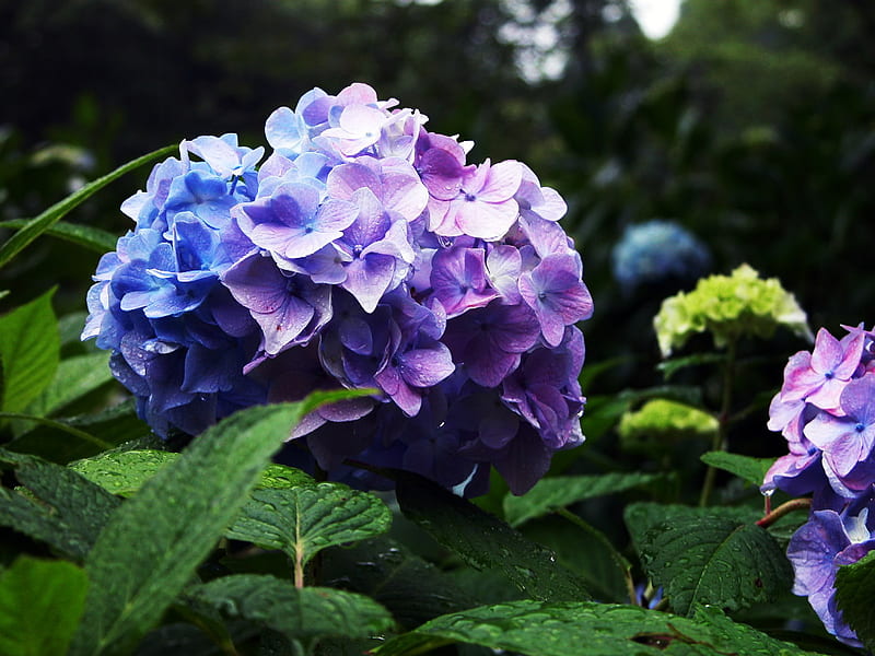Purple Blue Hydrangea, hydrangea, perennials, purple, green, plants, summer, flowers, blue, HD wallpaper