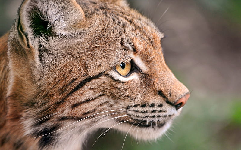 Page 4  HD lynx animals wallpapers  Peakpx