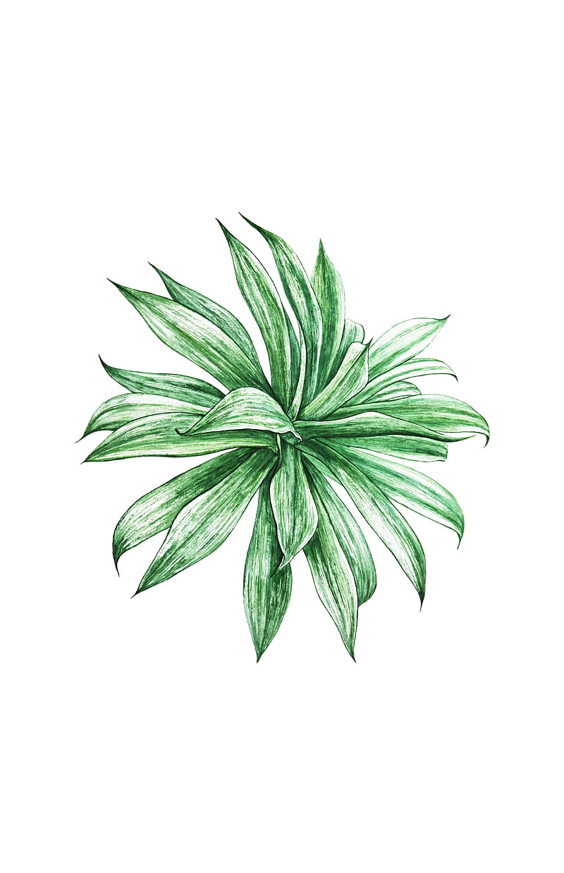 Green Plant, art, botanical, green, illustration, minimal, nature,  painting, HD phone wallpaper | Peakpx
